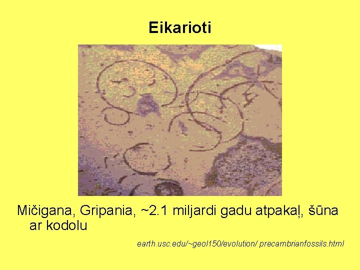 Eikarioti Mičigana, Gripania, ~2. 1 miljardi gadu atpakaļ, šūna ar kodolu earth. usc. edu/~geol