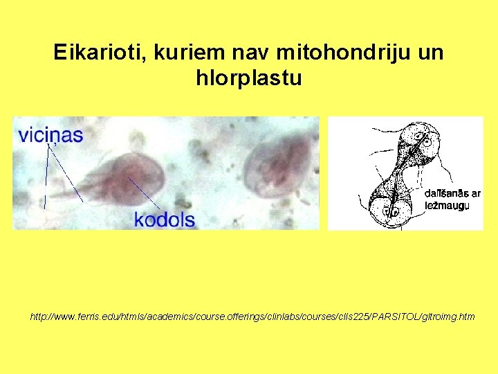 Eikarioti, kuriem nav mitohondriju un hlorplastu http: //www. ferris. edu/htmls/academics/course. offerings/clinlabs/courses/clls 225/PARSITOL/gltroimg. htm 