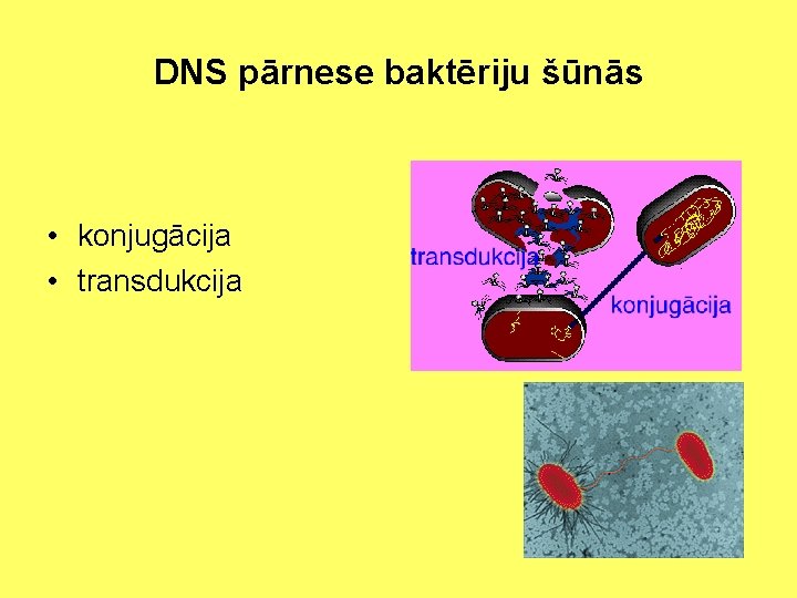 DNS pārnese baktēriju šūnās • konjugācija • transdukcija 