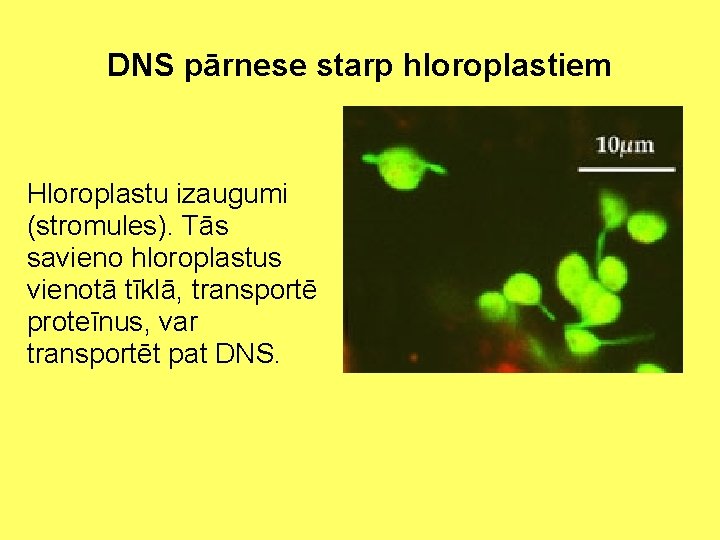 DNS pārnese starp hloroplastiem Hloroplastu izaugumi (stromules). Tās savieno hloroplastus vienotā tīklā, transportē proteīnus,