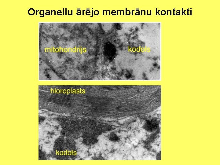 Organellu ārējo membrānu kontakti 