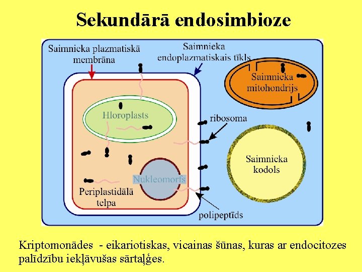 Sekundārā endosimbioze Kriptomonādes - eikariotiskas, vicainas šūnas, kuras ar endocitozes palīdzību iekļāvušas sārtaļģes. 