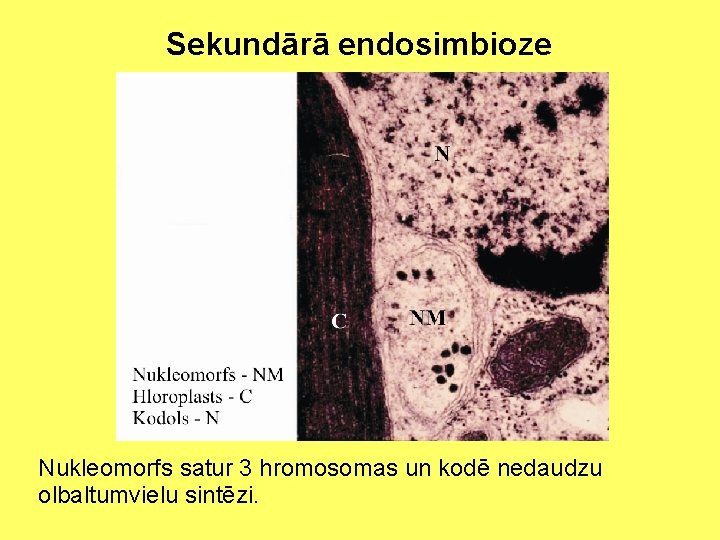 Sekundārā endosimbioze Nukleomorfs satur 3 hromosomas un kodē nedaudzu olbaltumvielu sintēzi. 