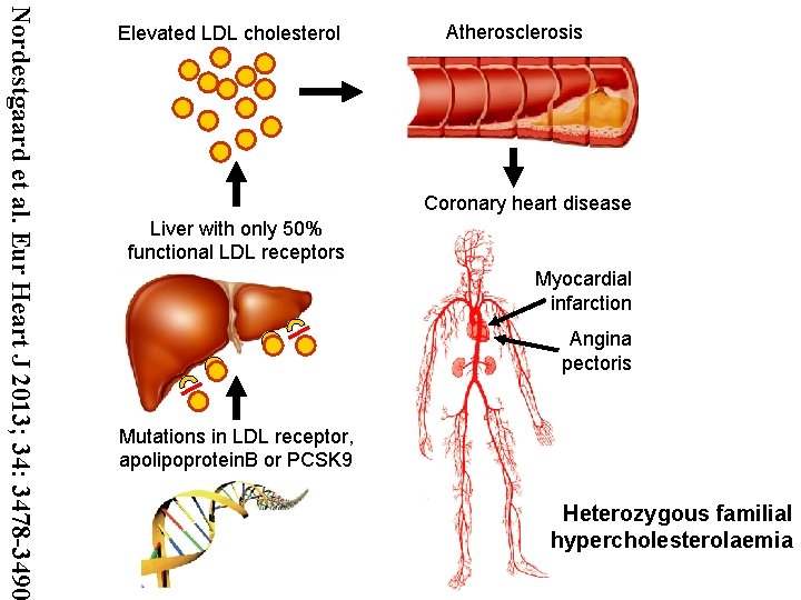 Nordestgaard et al. Eur Heart J 2013; 34: 3478 -3490 Elevated LDL cholesterol Atherosclerosis