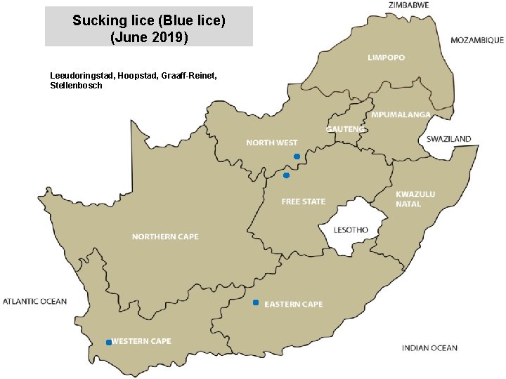 Sucking lice (Blue lice) (June 2019) jkccff Leeudoringstad, Hoopstad, Graaff-Reinet, Stellenbosch 