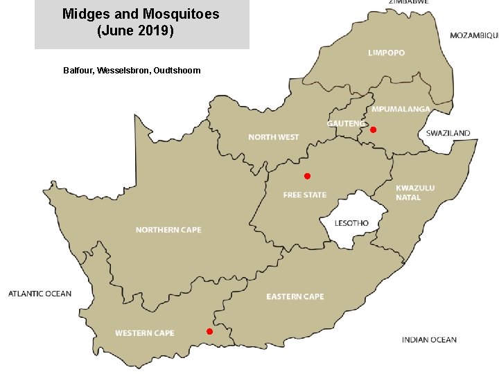 Midges and Mosquitoes (June 2019) jkccff Balfour, Wesselsbron, Oudtshoorn 