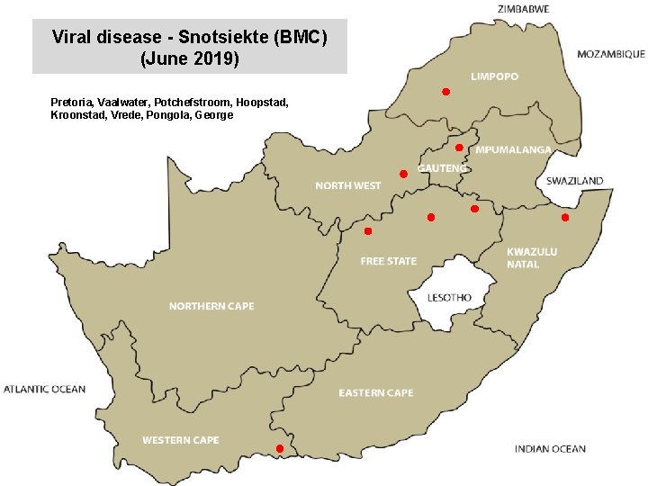 Viral disease - Snotsiekte (BMC) (June 2019) kjkjnmn Pretoria, Vaalwater, Potchefstroom, Hoopstad, Kroonstad, Vrede,