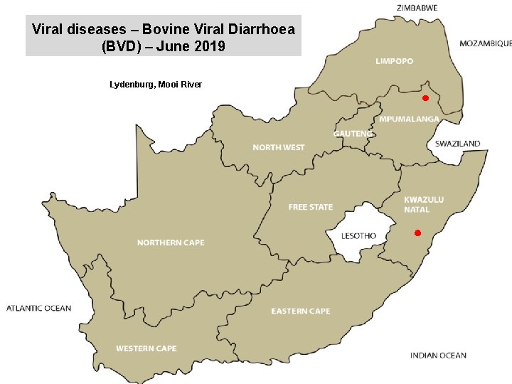 Viral diseases – Bovine Viral Diarrhoea (BVD) – June 2019 kjkjnmn Lydenburg, Mooi River