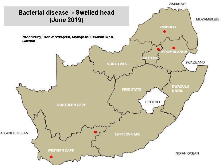 Bacterial disease - Swelled head (June 2019) kjkjnmn Middelburg, Bronkhorstspruit, Mokopane, Beaufort West, Caledon