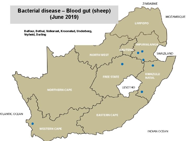 Bacterial disease – Blood gut (sheep) (June 2019) kjkjnmn Balfour, Bethal, Volksrust, Kroonstad, Underberg,