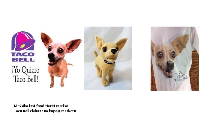Meksika fast food zinciri markası Taco Bell chihuahua köpeği maskotu 
