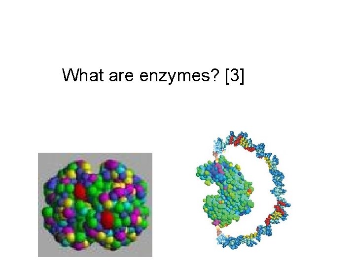 What are enzymes? [3] 