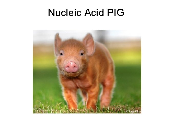 Nucleic Acid PIG 