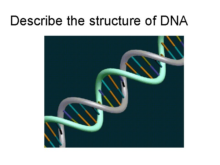 Describe the structure of DNA 