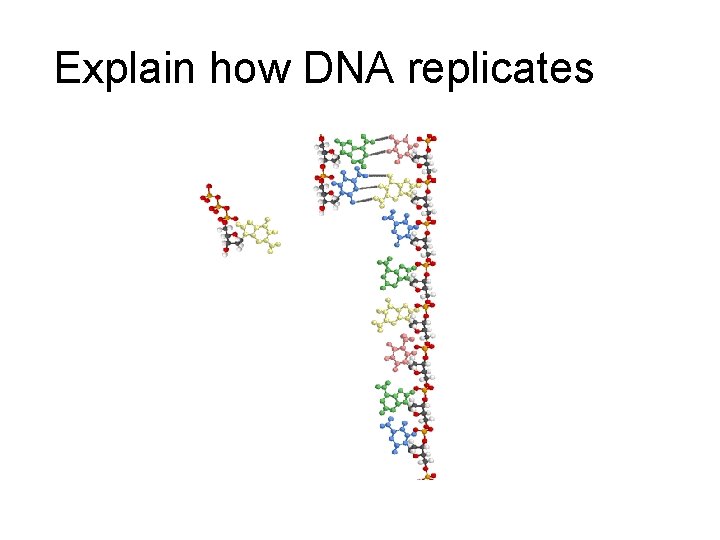 Explain how DNA replicates 