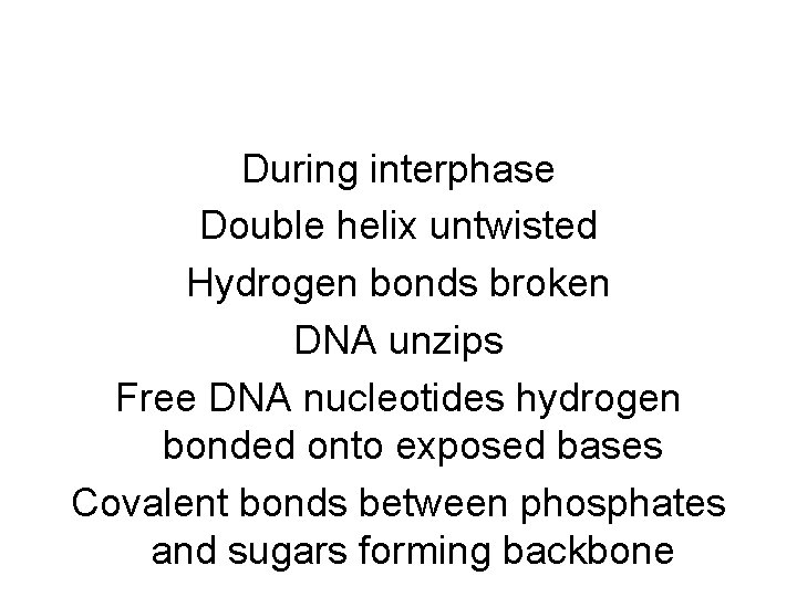 During interphase Double helix untwisted Hydrogen bonds broken DNA unzips Free DNA nucleotides hydrogen