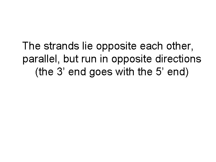 The strands lie opposite each other, parallel, but run in opposite directions (the 3’