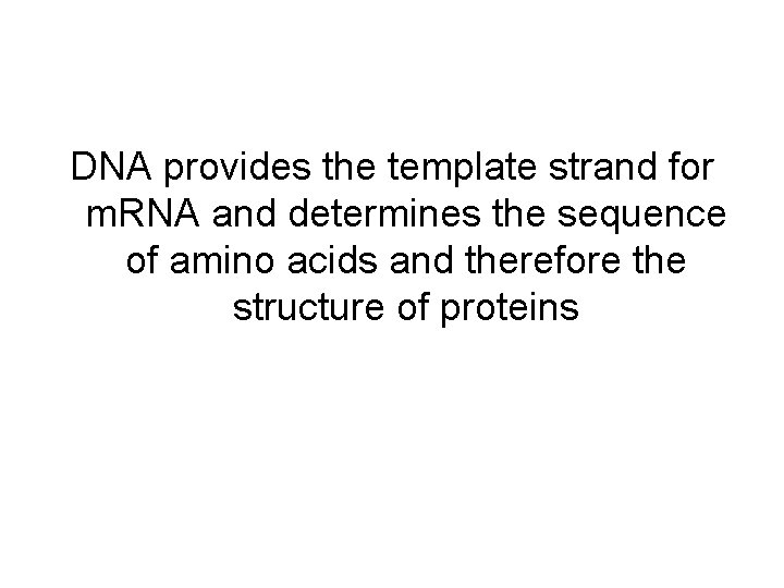 DNA provides the template strand for m. RNA and determines the sequence of amino