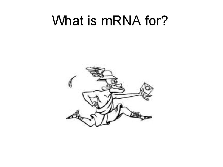 What is m. RNA for? 