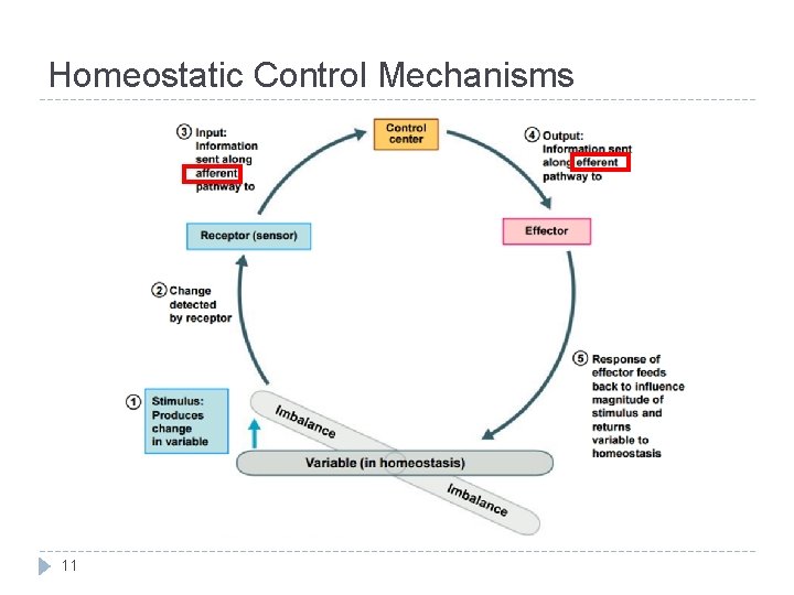 Homeostatic Control Mechanisms 11 