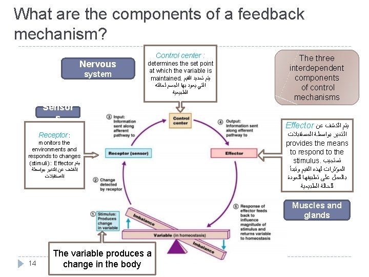 What are the components of a feedback mechanism? Nervous system Control center : determines