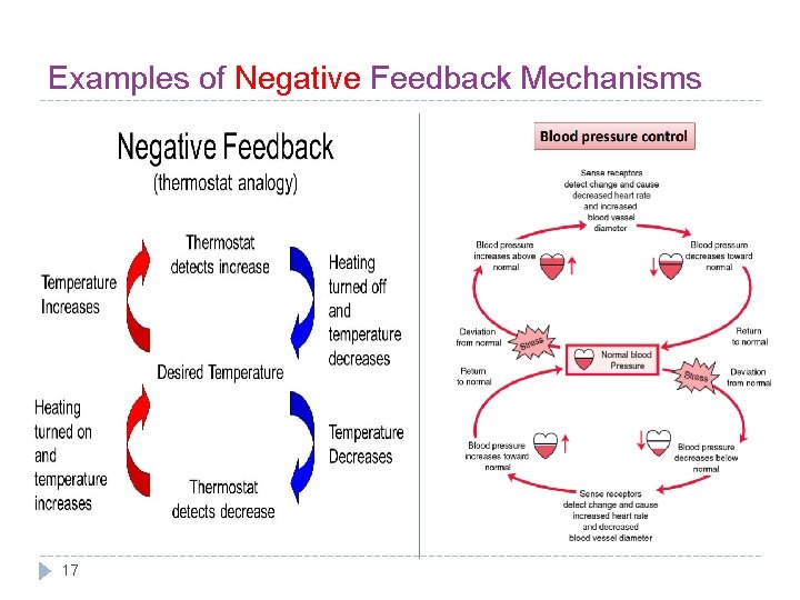 Examples of Negative Feedback Mechanisms 17 