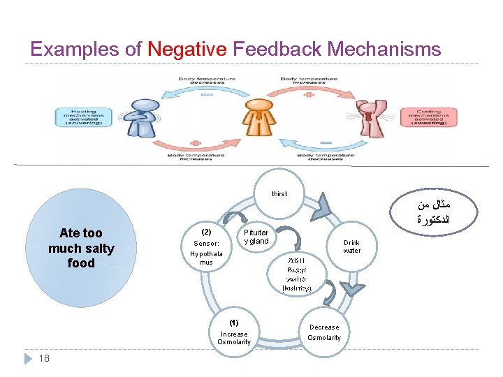 Examples of Negative Feedback Mechanisms thirst Ate too much salty food ﻣﺜﺎﻝ ﻣﻦ ﺍﻟﺪﻛﺘﻮﺭﺓ