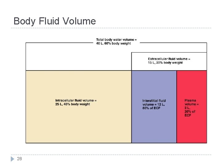 Body Fluid Volume 28 