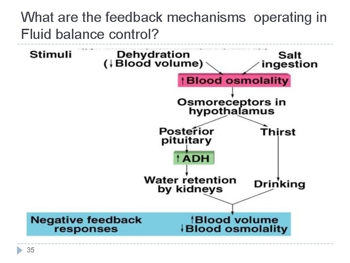 What are the feedback mechanisms operating in Fluid balance control? 35 