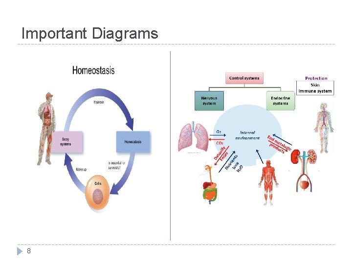 Important Diagrams 8 