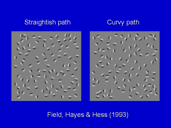 Straightish path Curvy path Field, Hayes & Hess (1993) 