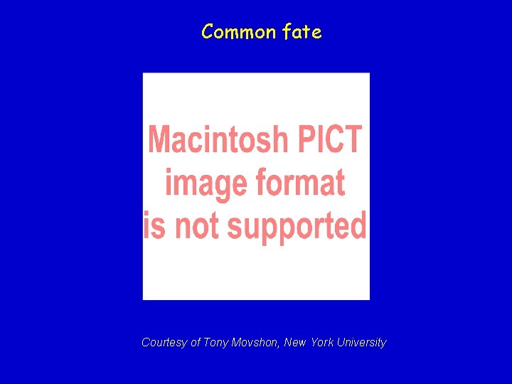 Common fate Courtesy of Tony Movshon, New York University 