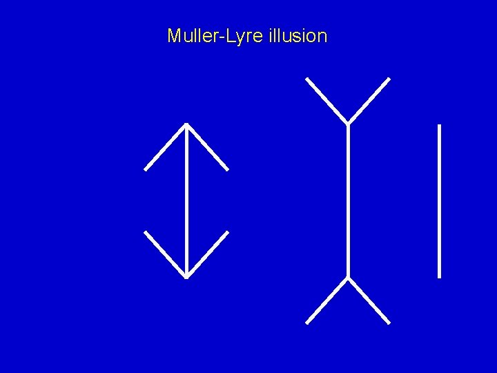 Muller-Lyre illusion 