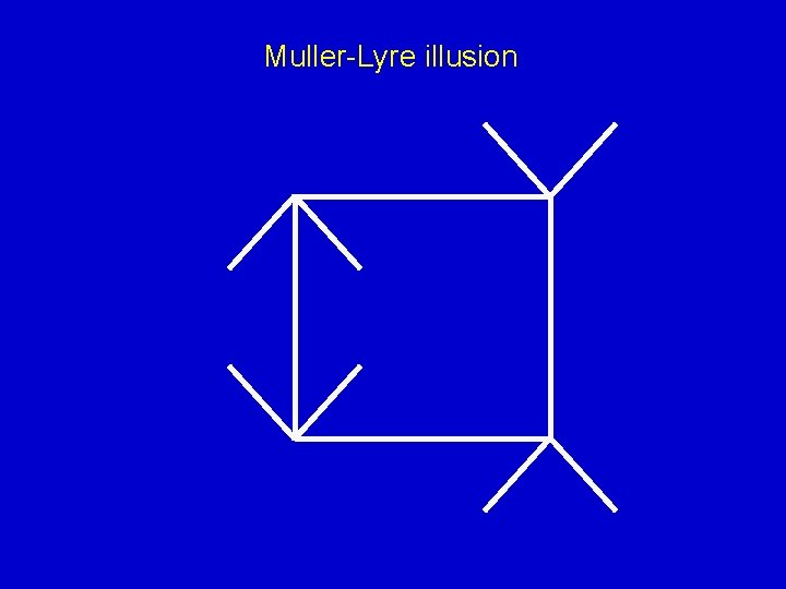 Muller-Lyre illusion 