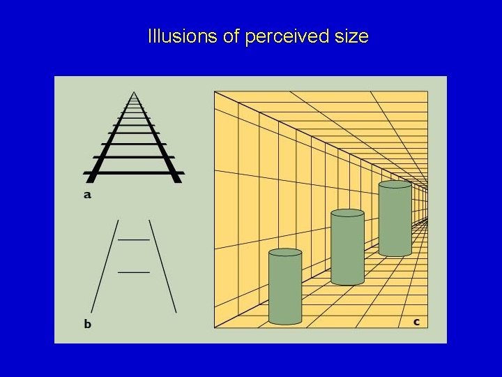 Illusions of perceived size 