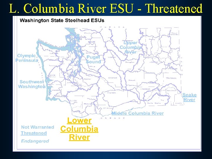 L. Columbia River ESU - Threatened 