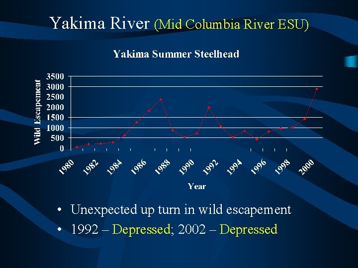 Yakima River (Mid Columbia River ESU) • Unexpected up turn in wild escapement •