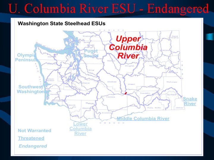U. Columbia River ESU - Endangered 