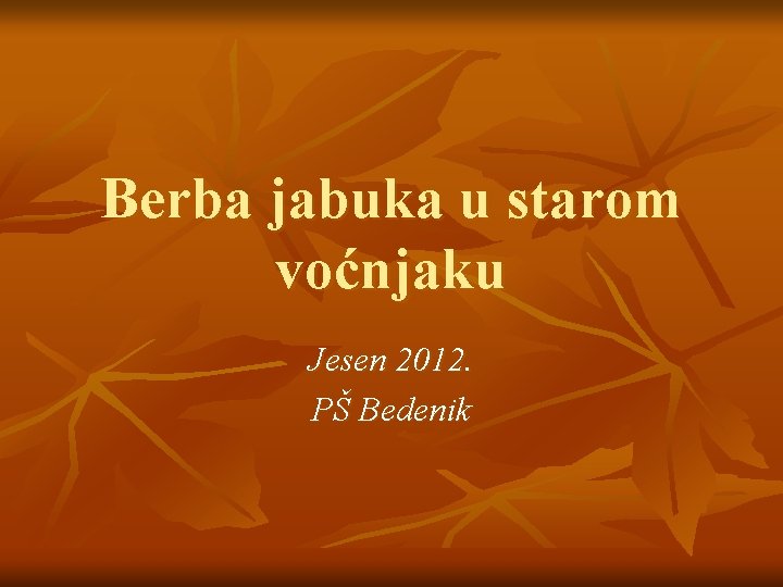 Berba jabuka u starom voćnjaku Jesen 2012. PŠ Bedenik 