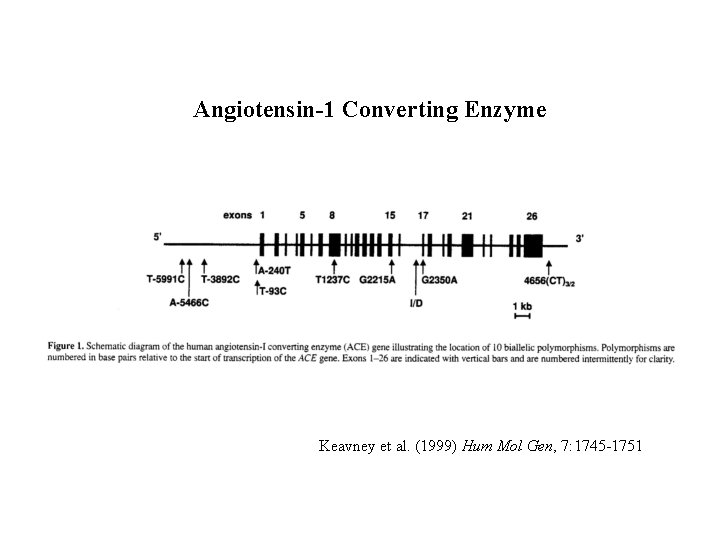 Angiotensin-1 Converting Enzyme Keavney et al. (1999) Hum Mol Gen, 7: 1745 -1751 