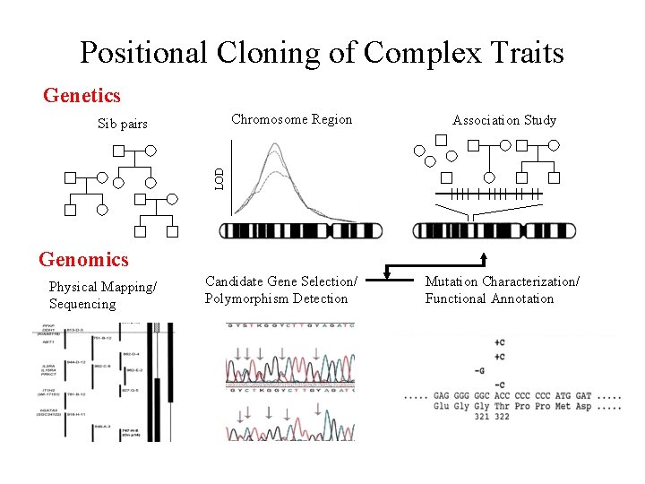 Positional Cloning of Complex Traits Genetics Chromosome Region Association Study LOD Sib pairs Genomics