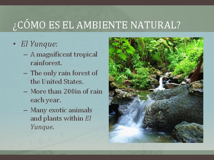 ¿CÓMO ES EL AMBIENTE NATURAL? • El Yunque: – A magnificent tropical rainforest. –