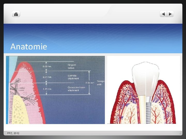 Anatomie PPZ, 2012 