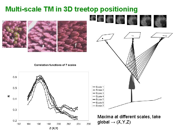 Multi-scale TM in 3 D treetop positioning Maxima at different scales, take global →