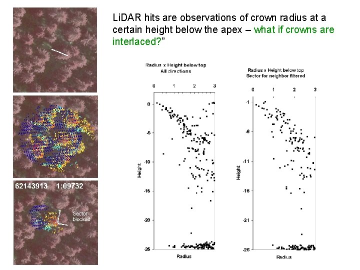 Li. DAR hits are observations of crown radius at a certain height below the
