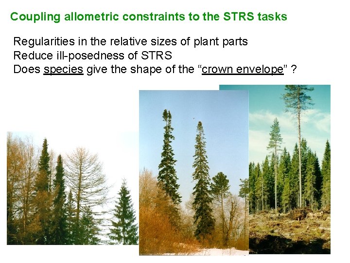 Coupling allometric constraints to the STRS tasks Regularities in the relative sizes of plant