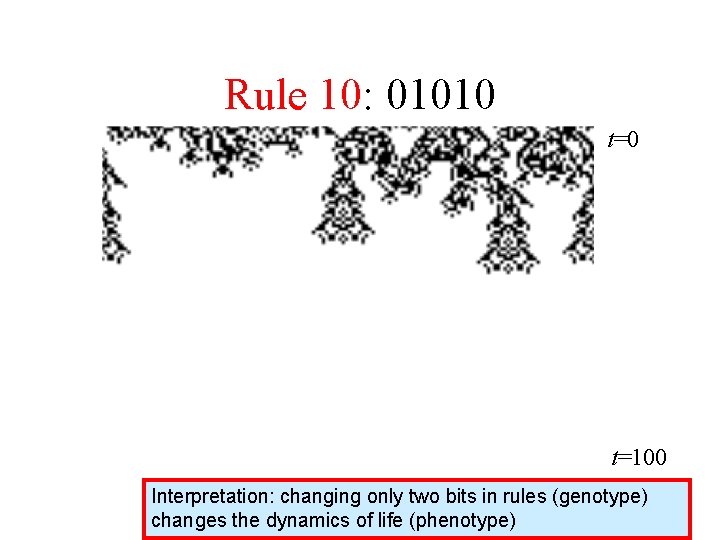 Rule 10: 01010 t=100 Interpretation: changing only two bits in rules (genotype) changes the