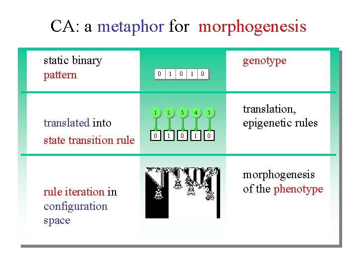 CA: a metaphor for morphogenesis static binary pattern translated into state transition rule iteration