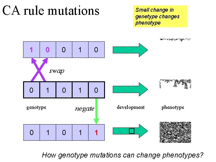 CA rule mutations 1 0 0 1 0 Small change in genetype changes phenotype