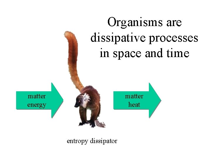 Organisms are dissipative processes in space and time matter energy matter heat entropy dissipator